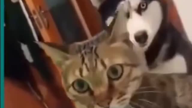 Cats and dogs fighting very funny