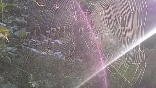 Spider Web