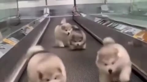 Funny And Cute Dogs Fail In The Mall