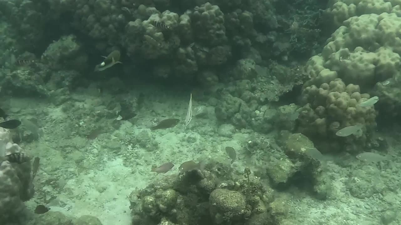 Snorkeling Adventure, Once Islas, Zamboanga Healing Reef