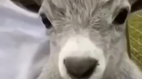 Funny animals Wee