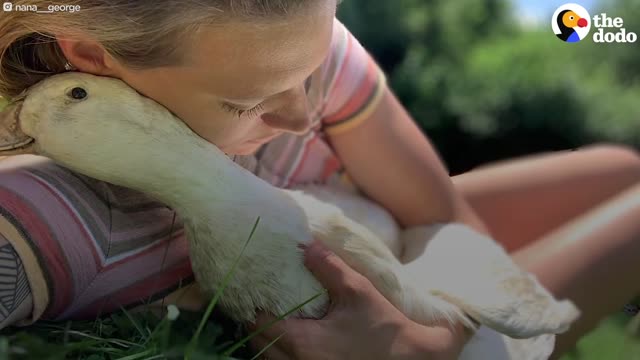 The Happiest, Cuddliest Duck Ever Is Obsessed With A Giant Dog