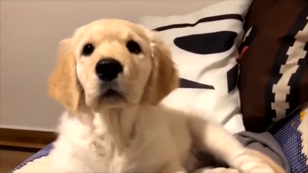 Golden Retriever Compilation - Cute and Funny #3