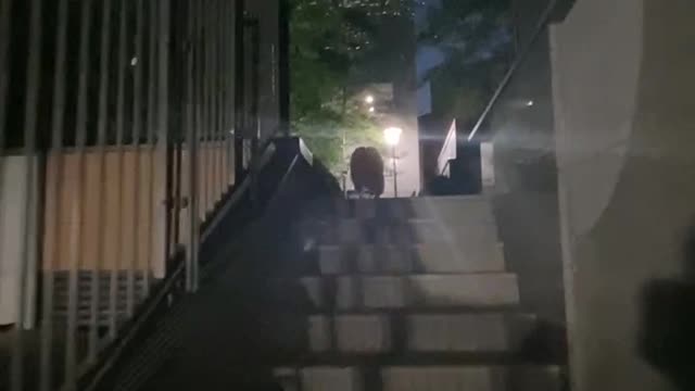 Dog going up the stairs