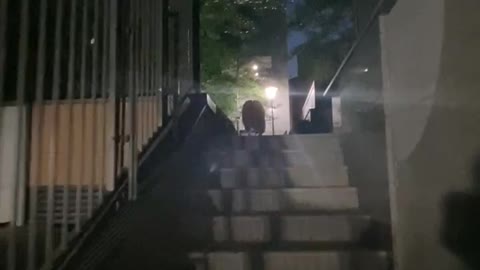 Dog going up the stairs