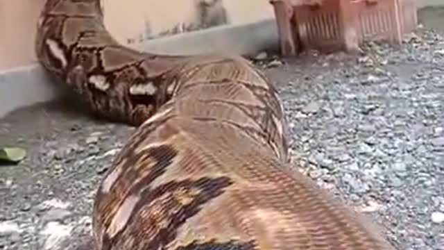 biggest python in the world