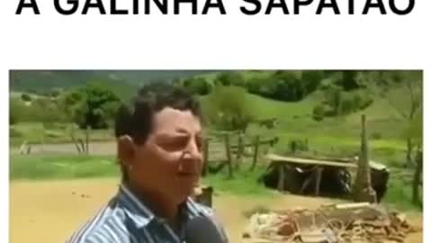 galinha sapatão