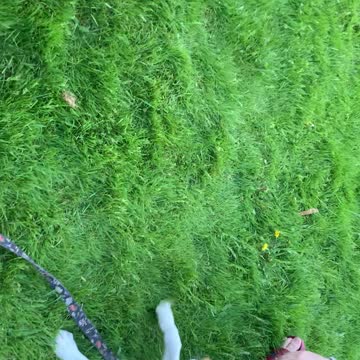 Loki, Delilah, and Tugboat at it again