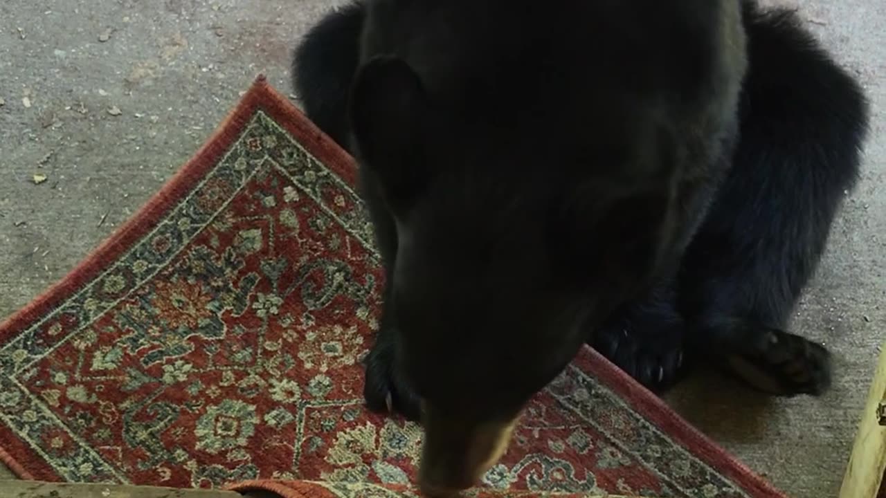 A Bear Cub Stole My Rug