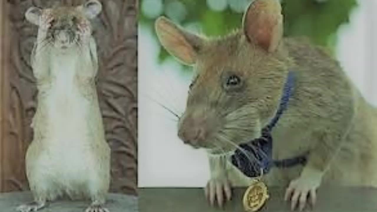 watch: hero rat retired