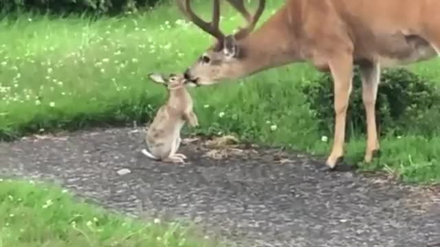 Bambi and Thumper.. 😊