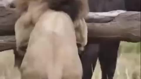 Lion videos😱😱😱😱😱