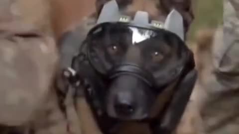 Humanity Best Friend