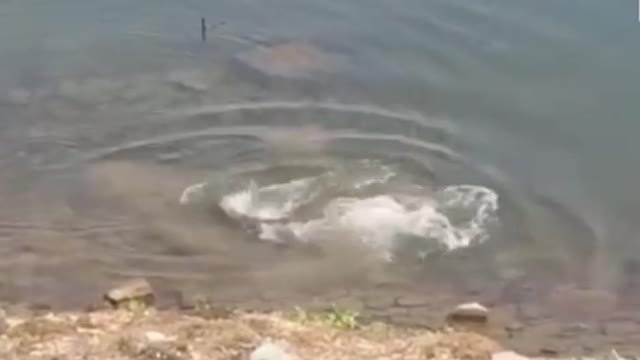 Crocodile attacks the dog and kill the dog