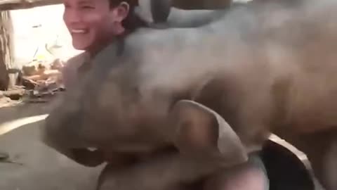 Thi Elephant Loves Cuddling With Her Caretaker 