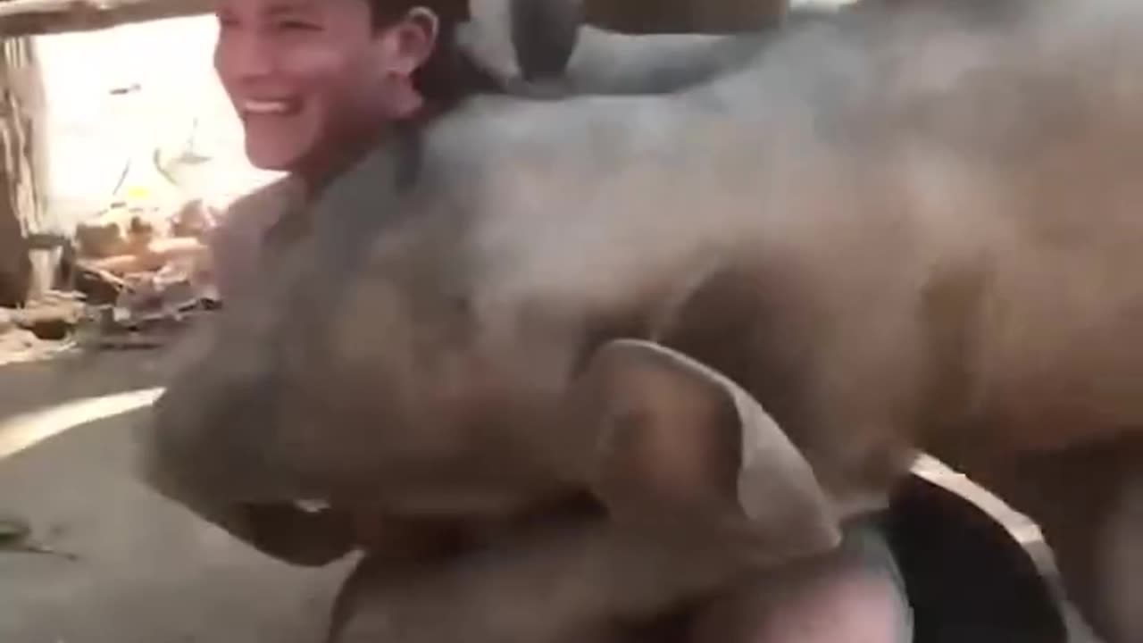 Thi Elephant Loves Cuddling With Her Caretaker