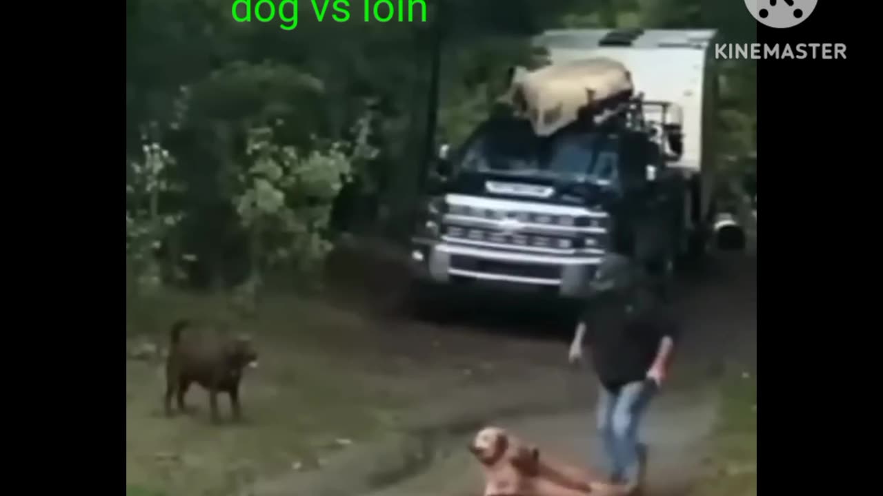 New dog vs lion