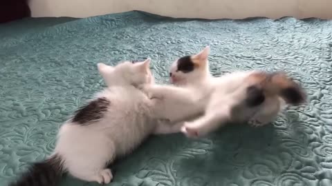 Cute kittens