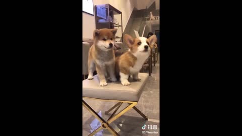 puppies rocks on Tik tok