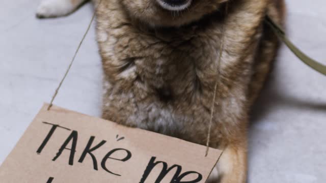 I will take to home dog