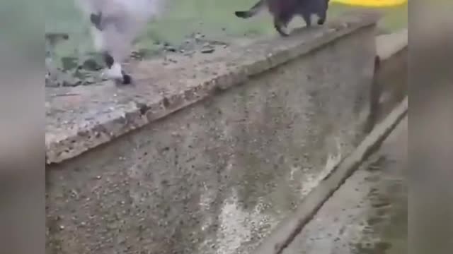 FUNNY CATS