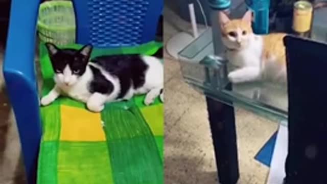 funny cats 😂 together 😅 #shorts#cat#cats#funny#funnyvideos