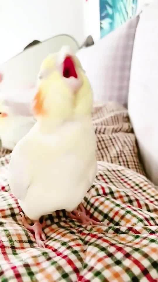 A parrot screams superbly