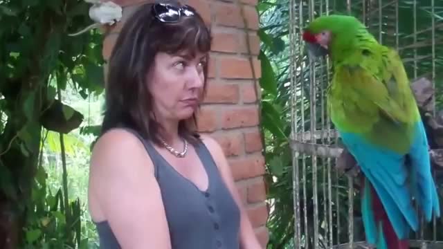 Funny angry parrot talking to tourist.VERY FUNNY VIDEO.