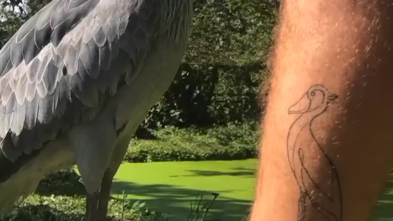 amazon birds