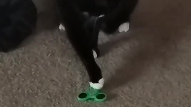 Black cat playing with green fidget spinner