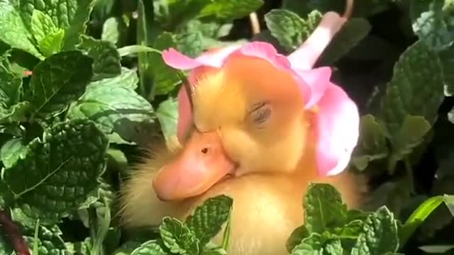 OMG! SOO CUTE Baby Duck