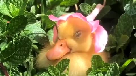 OMG! SOO CUTE Baby Duck