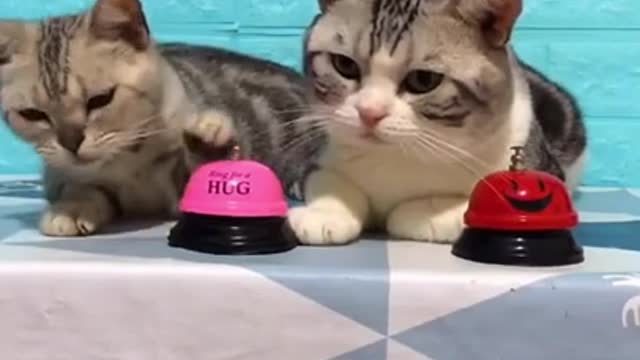 Lovely Cat, black cat, cats, funny cats, funny cat videos