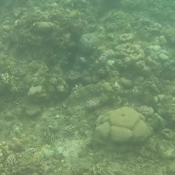 Snorkeling Through a Rejuvenating Coral Reef Oasis