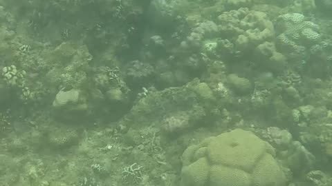 Snorkeling Through a Rejuvenating Coral Reef Oasis