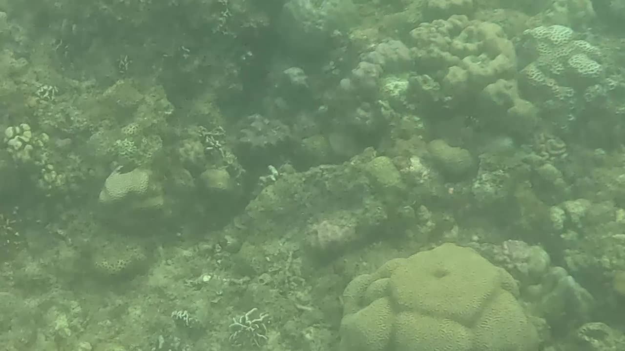 Snorkeling Through a Rejuvenating Coral Reef Oasis