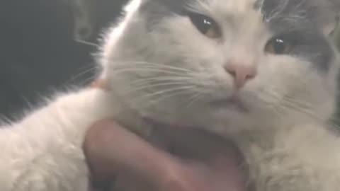 Ukrainian Cat Isn't Impressed