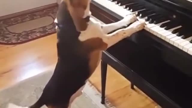 Viral video of Dog singing a song while playing the Piano will bring you a smile, Watch video here