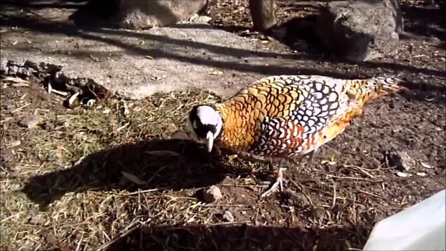 Cool Golden Pheasants and Wading Birds