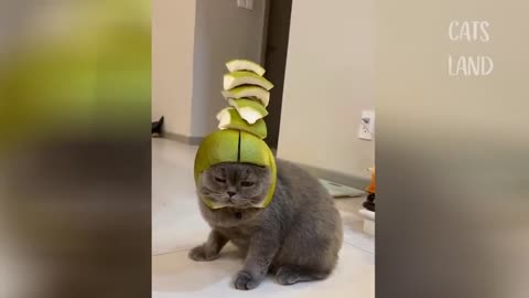 Inteligent Cat funny videos