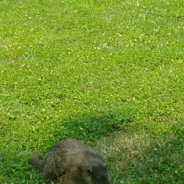 Ground Hog Eating Clover 😍❤️💖‼️