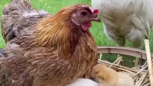 The chicken surprised the rooster with an unusual cub