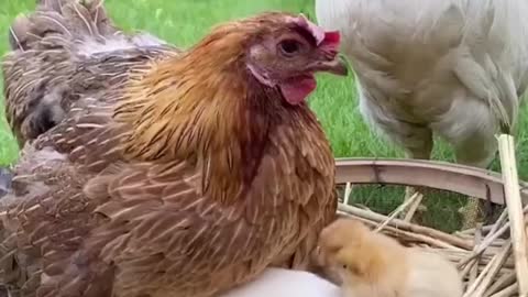 The chicken surprised the rooster with an unusual cub