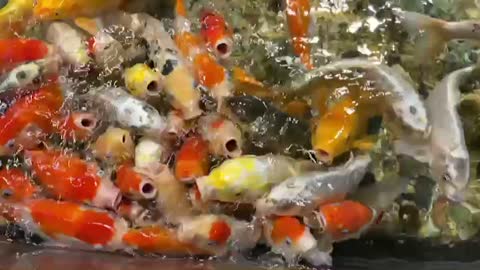 a fish moving to eat