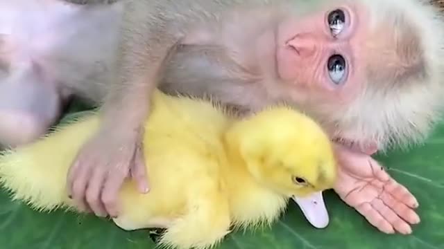 Monkey and duck