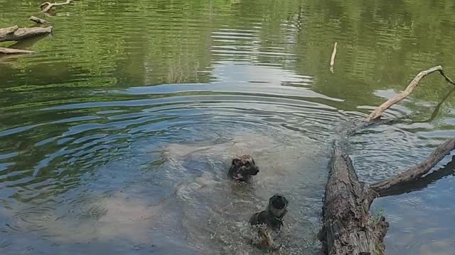 German Shepherds love water.