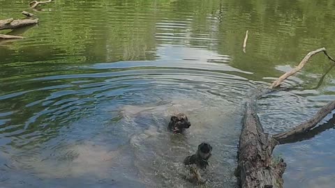 German Shepherds love water.