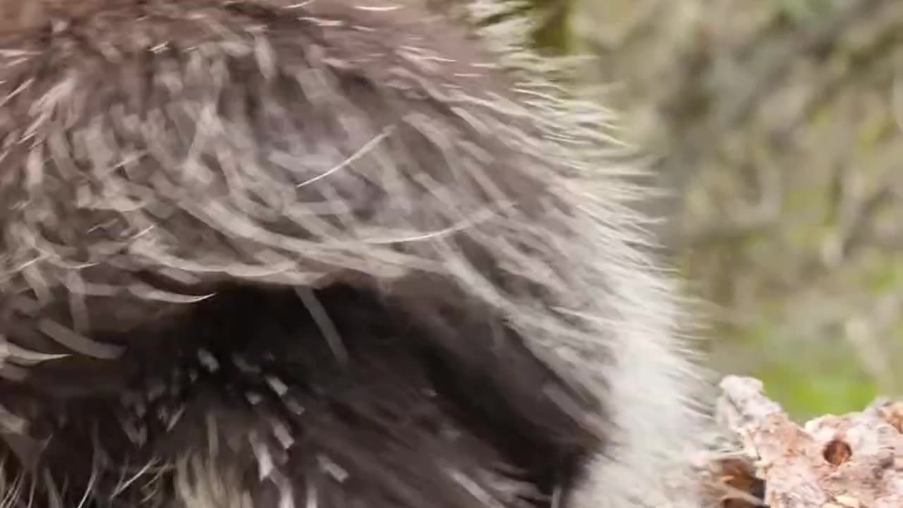 How Porcupines Shoot Their Quills #shorts #viral #fact