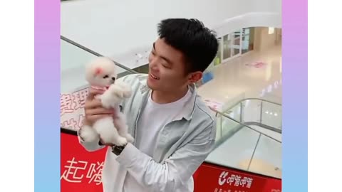 Cute puppies and baby