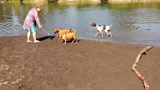 dogs at park